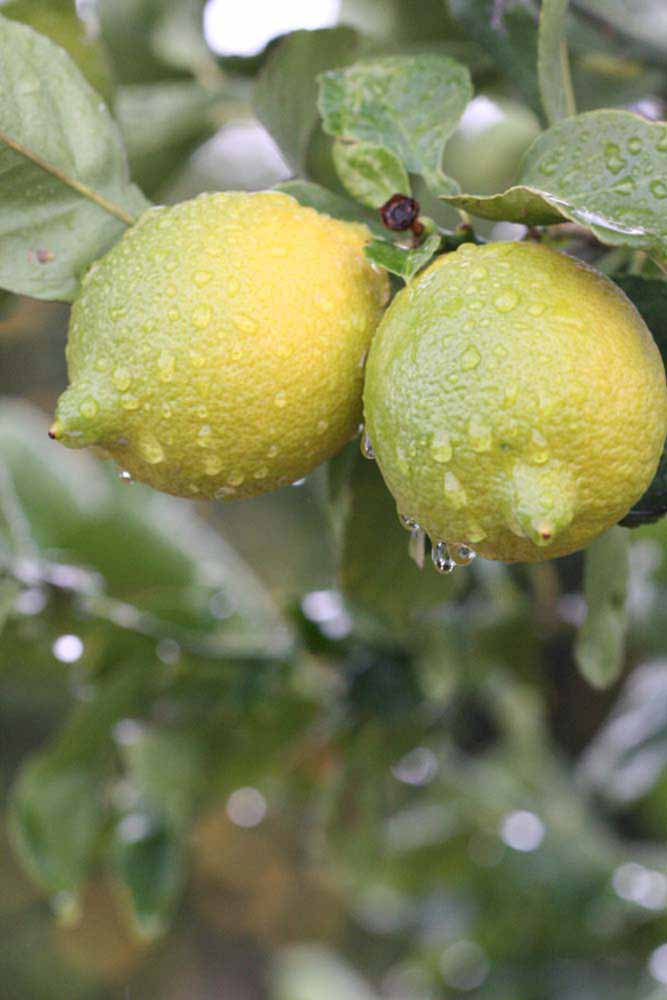            Fruit (Femminello Siracusano 2KR, Riverside, CA)   